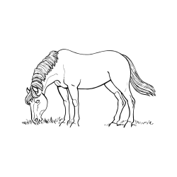 Pobarvana pobarvanka - Pobarvanka konja med pašo