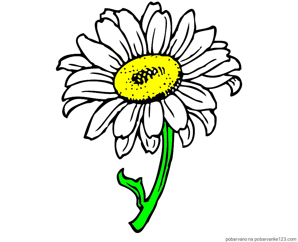 POBARVANA POBARVANKA - Pobarvanka lepe sončnice