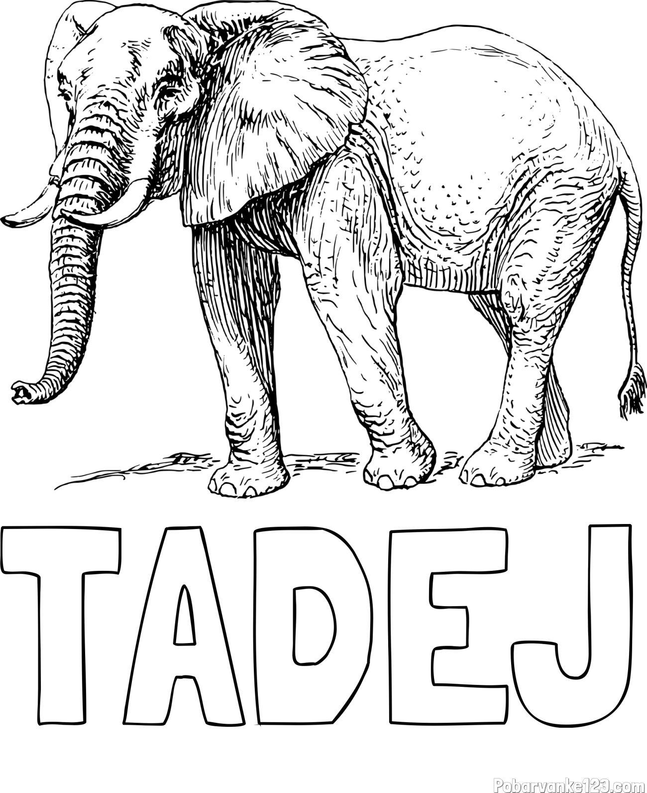 Pobarvanka imena TADEJ in pobarvanka mogočnega slona