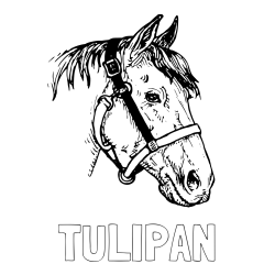 Online izdelana pobarvanka - Pobarvanka imena TULIPAN in konjska glava