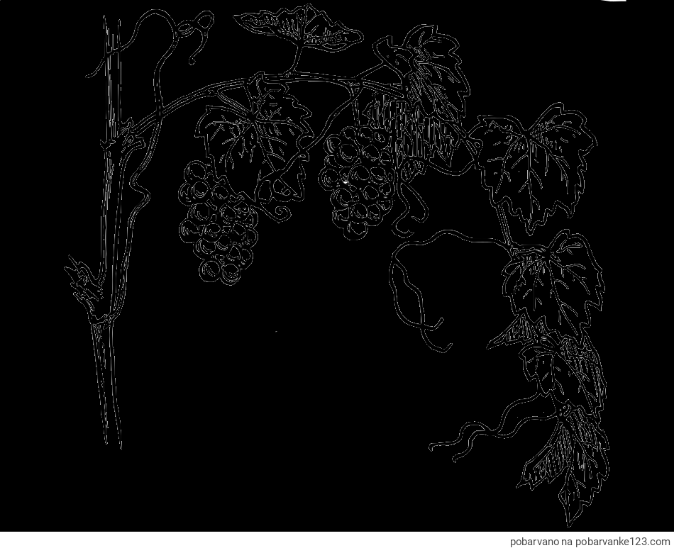 POBARVANA POBARVANKA - Pobarvanka vinske trte