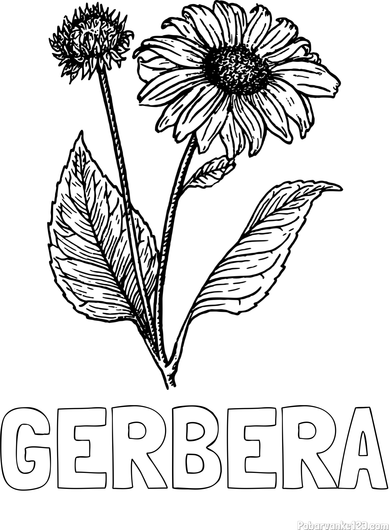 Pobarvanka imena GERBERA in pobarvanka sončnice
