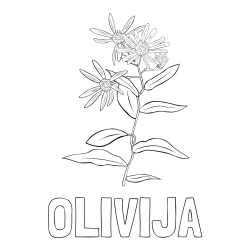 Online izdelana pobarvanka - Pobarvanka imena OLIVIJA in pobarvanka cvetlice