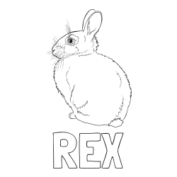 Online izdelana pobarvanka - Pobarvanka imena REX in pobarvanka debelega zajca