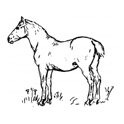 Pobarvanka konja na travi