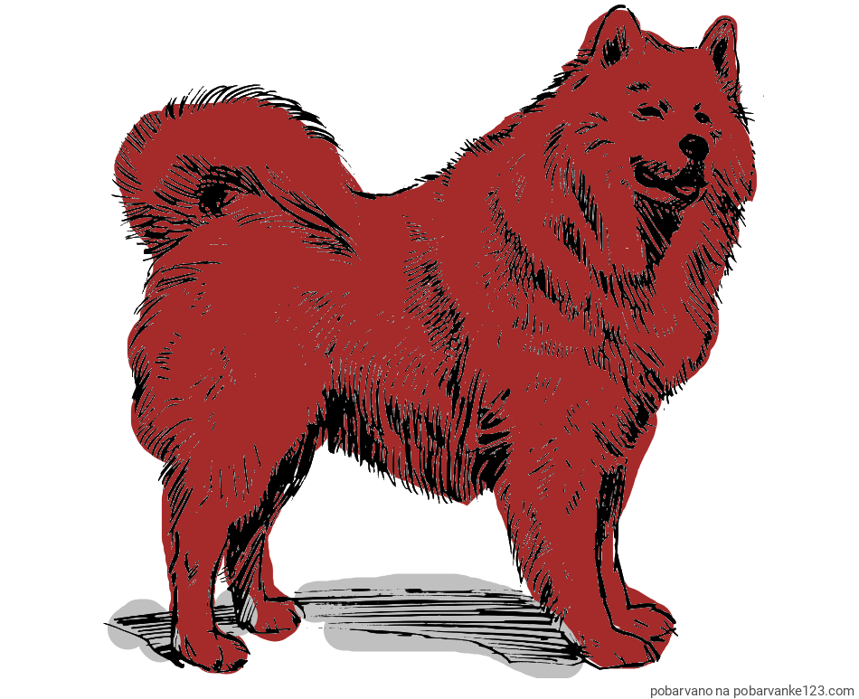 POBARVANA POBARVANKA - Pobarvanka čudovitega samojega