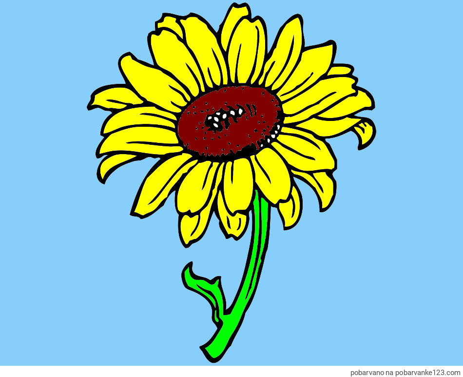 POBARVANA POBARVANKA - Pobarvanka lepe sončnice