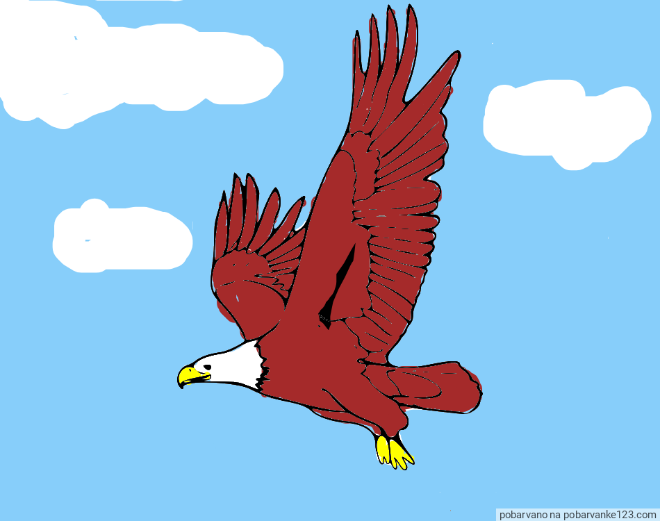 POBARVANA POBARVANKA - Pobarvanka orla v letu