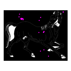 Pobarvana pobarvanka - Pobarvanka prikupno razigranega konja