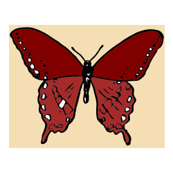 Pobarvana pobarvanka - Starejša in preprosta pobarvanka metulja