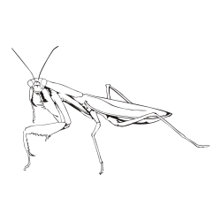 Pobarvanka bogomolke