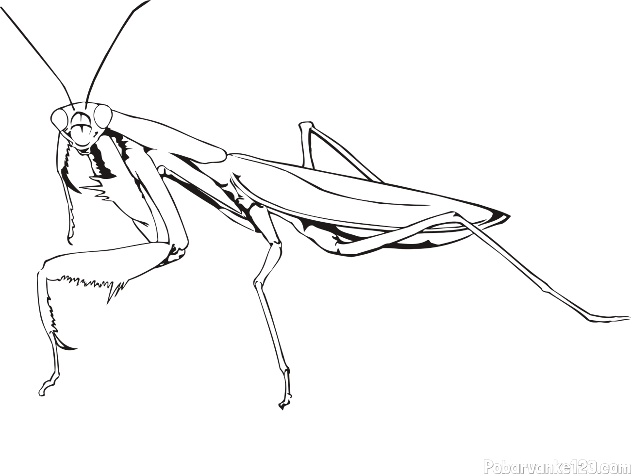 Pobarvanka bogomolke