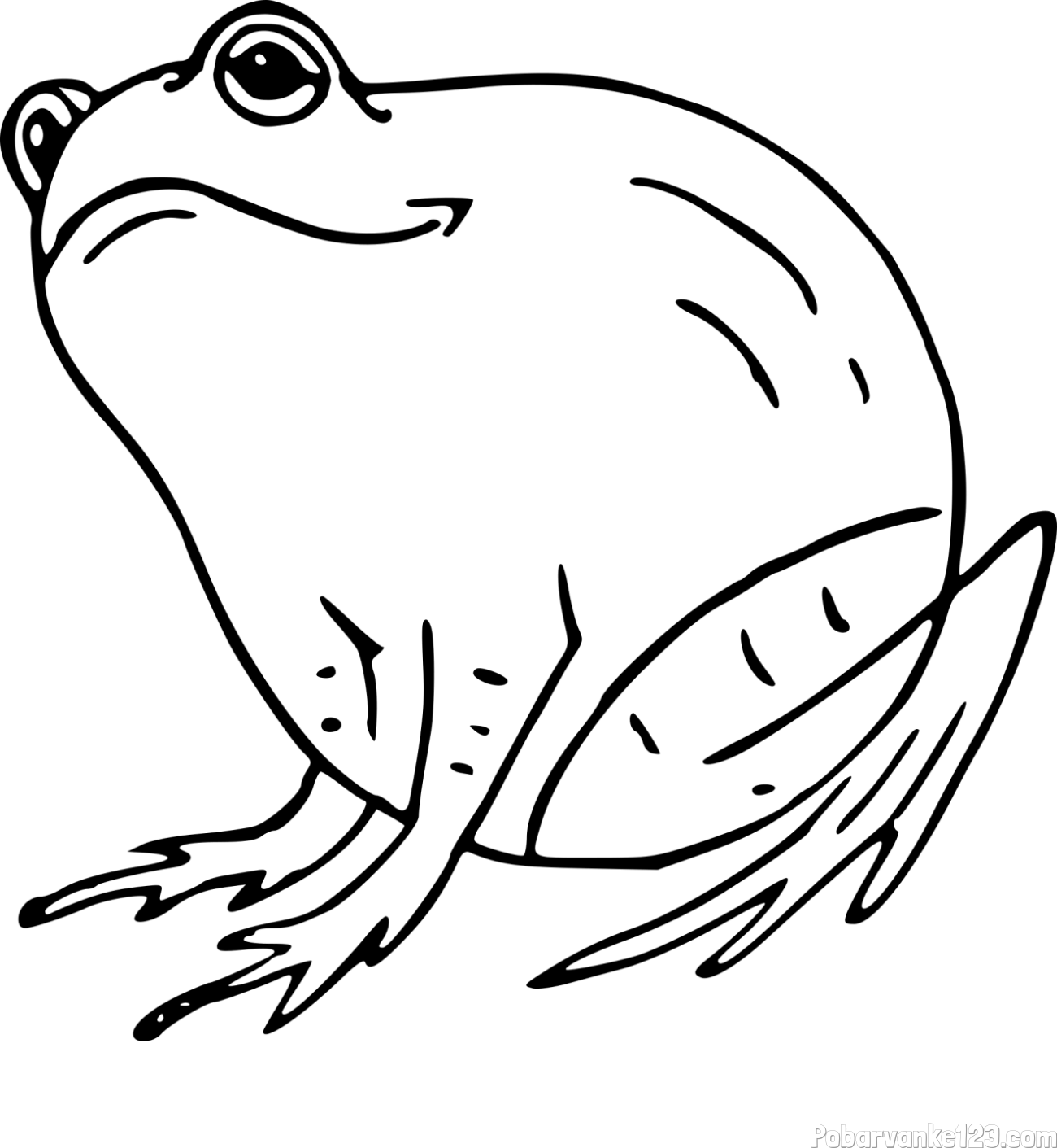 Pobarvanka debele žabe