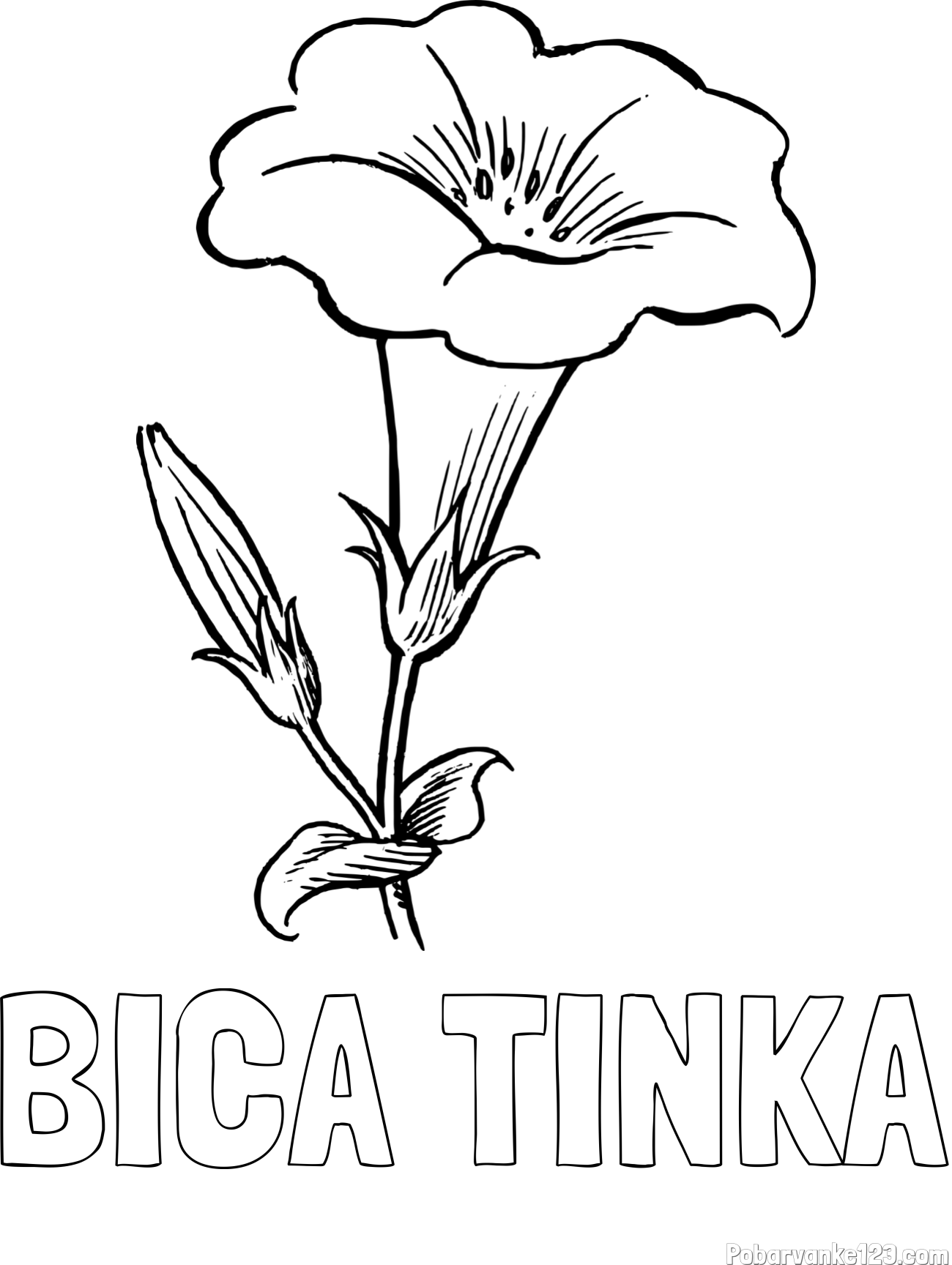 Pobarvanka imena BICA TINKA in pobarvanka rože Gamopetalous