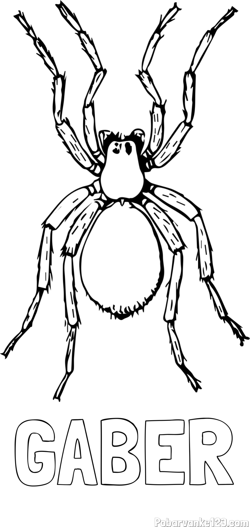 Pobarvanka imena GABER in pobarvanka pajka - TARANTELA