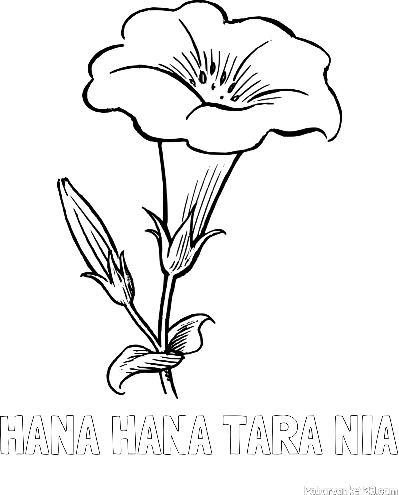 Pobarvanka imena HANA HANA TARA NIA in pobarvanka rože Gamopetalous