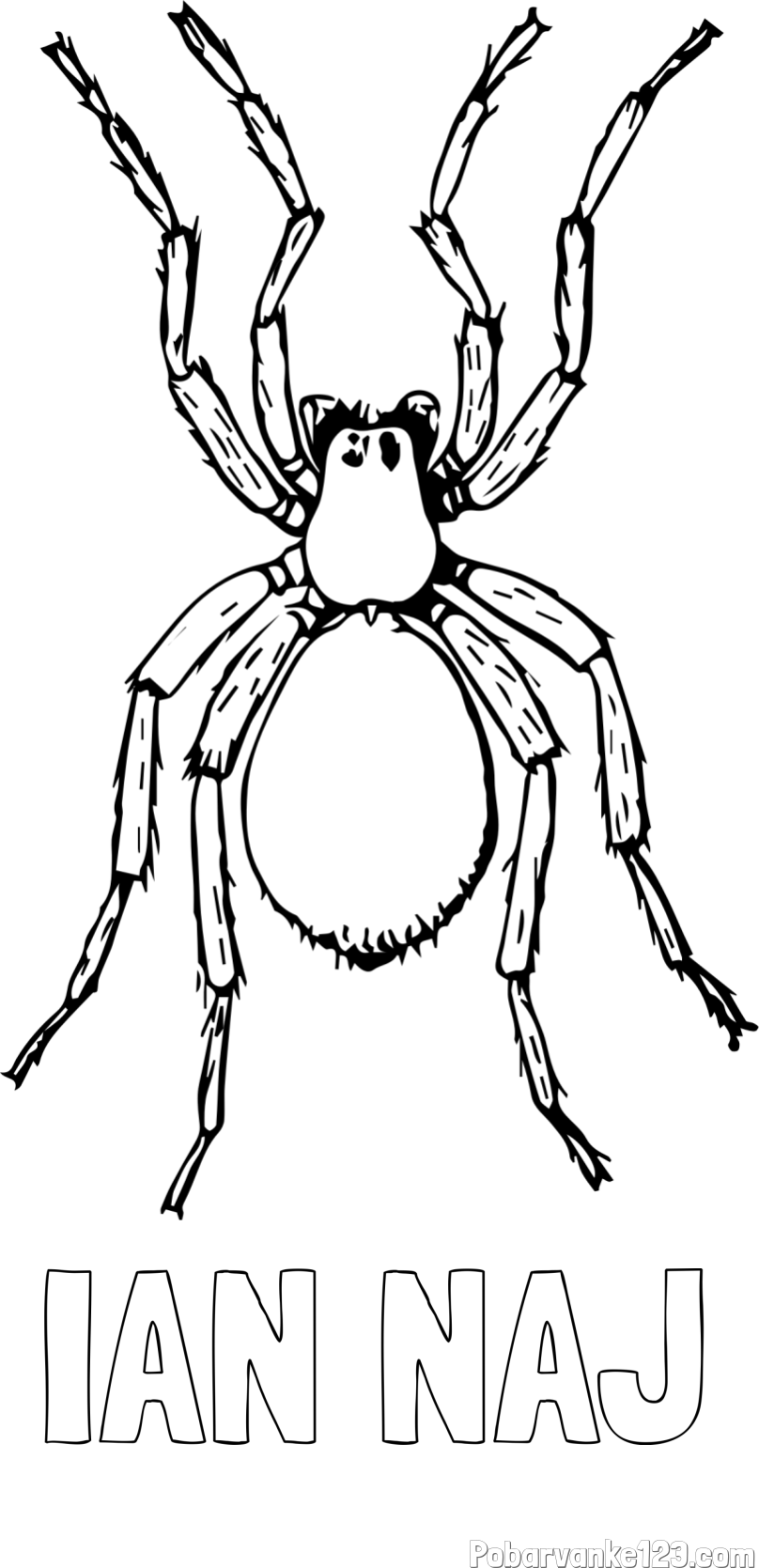 Pobarvanka imena IAN NAJ in pobarvanka pajka - TARANTELA