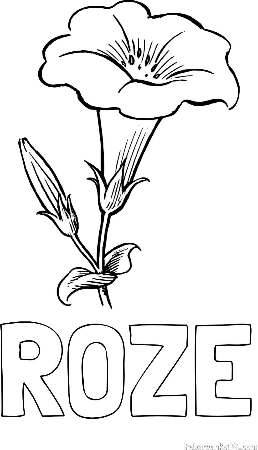 Pobarvanka imena ROŽE in pobarvanka rože Gamopetalous