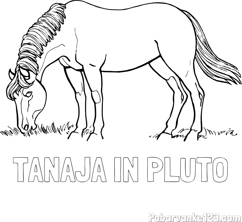 Pobarvanka imena TANAJA IN PLUTO in pobarvanka konja med pašo