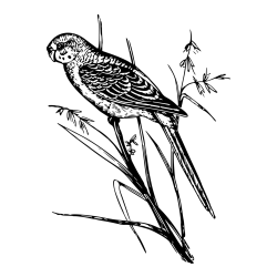 Pobarvanka kanarčka