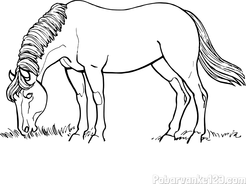 Pobarvanka konja med pašo