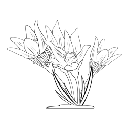 Pobarvanka lepe rože