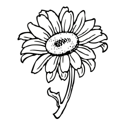 Pobarvanka lepe sončnice