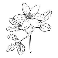 Pobarvanka marjetice