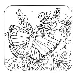 Pobarvanka metulja v naravi