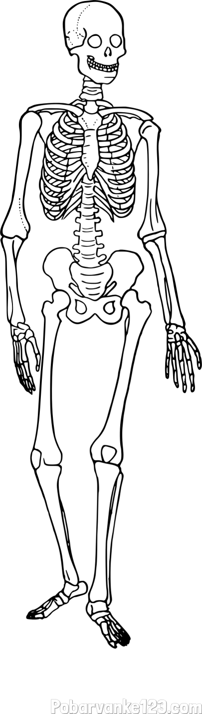 Pobarvanka okostnjaka