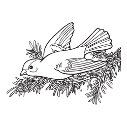 Pobarvanka ptice na vejici