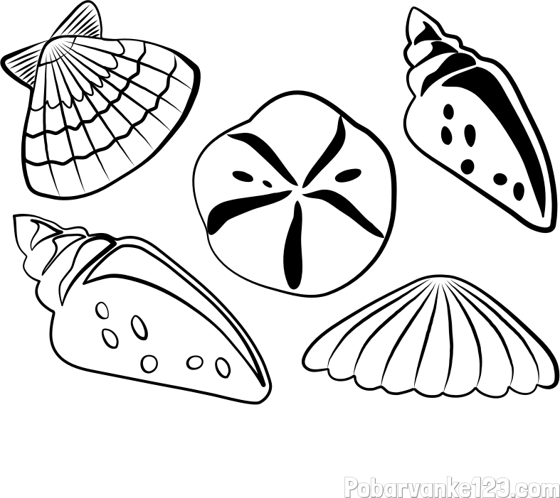 Pobarvanka različnih školjk