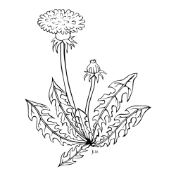 Pobarvanka regratove lučke