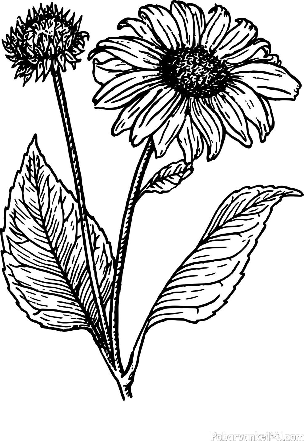 Pobarvanka sončnice