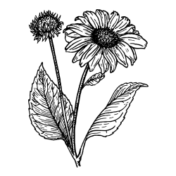 Pobarvanka sončnice