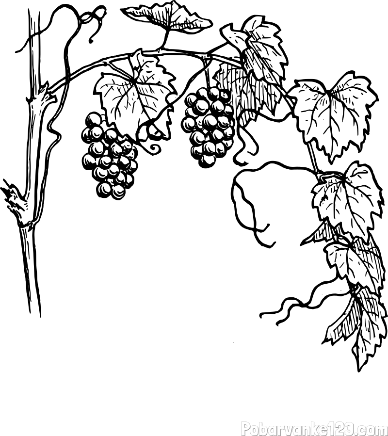 Pobarvanka vinske trte