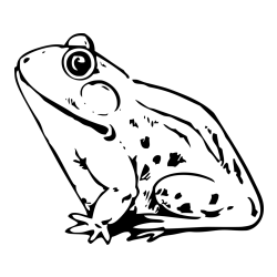 Pobarvanka žabe Regice