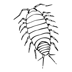 Pobarvanka žuželke