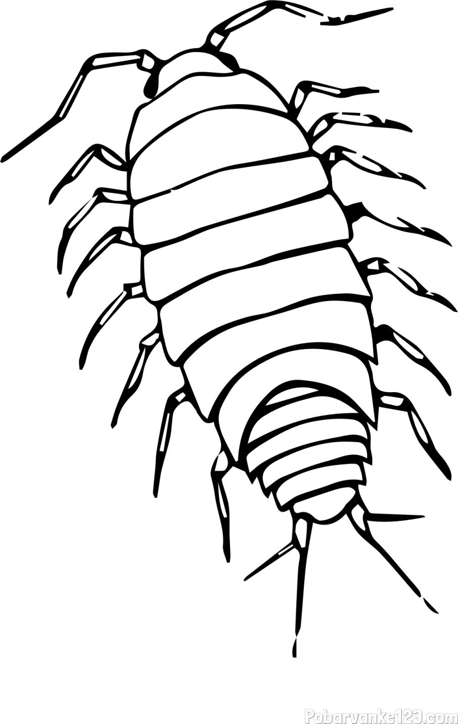 Pobarvanka žuželke