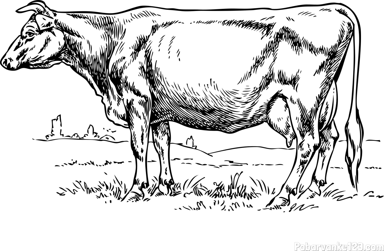 Pobarvanka krave na paši